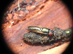 Duomyia