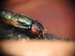 Duomyia