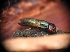 Duomyia