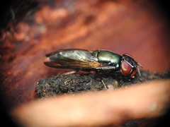 Duomyia