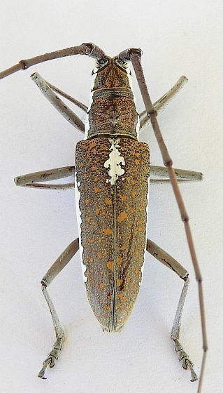 Fig Tree Borer