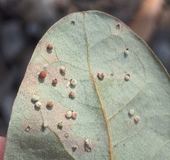 Neuroterus saltatorius texanus