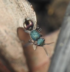 Ephutomorpha princeps