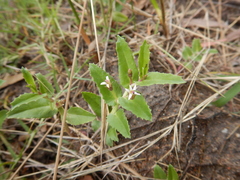 Lobelia concolor