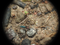 Ephutomorpha princeps