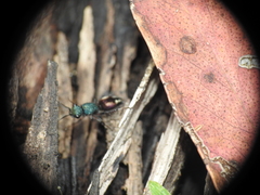 Ephutomorpha princeps