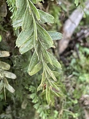 Tmesipteris tannensis