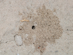 Alopecosa marikovskyi