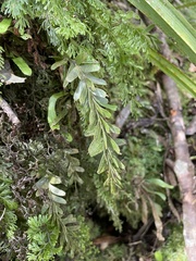 Tmesipteris tannensis