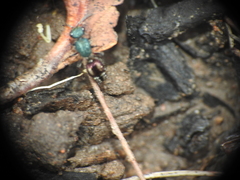 Ephutomorpha princeps