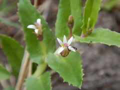 Lobelia concolor