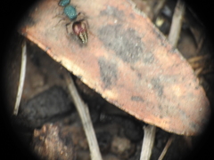 Ephutomorpha princeps