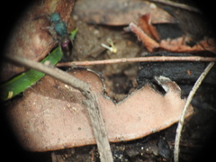 Ephutomorpha princeps