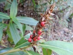 Alpinia oblongifolia