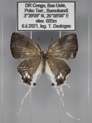 Hypolycaena