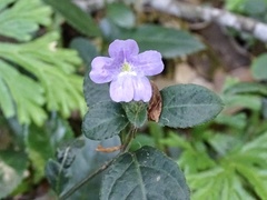 Strobilanthes tetrasperma