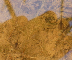 Microhyla mukhlesuri