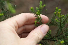 Acacia brunioides