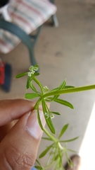 Galium aparine