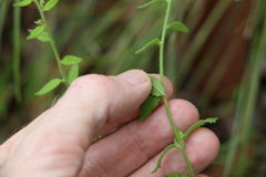 Gonocarpus teucrioides