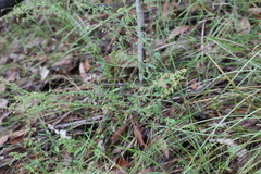 Gonocarpus teucrioides