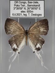 Hypolycaena