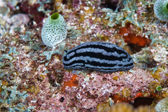 Phyllidiella rosans