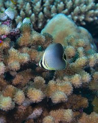 Chaetodon triangulum