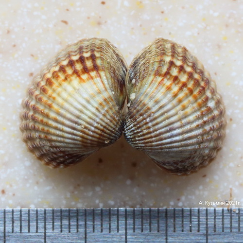Lagoon Cockle