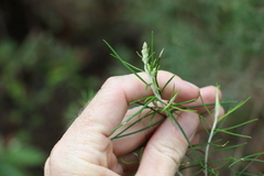 Cassinia laevis