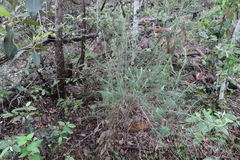 Cassinia laevis