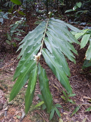 Alpinia arctiflora