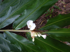Alpinia arctiflora