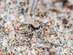 Aelurillus andreevae