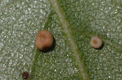 Dryocosmus minusculus