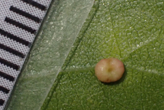 Dryocosmus minusculus