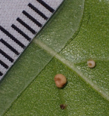 Dryocosmus minusculus