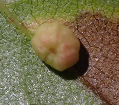 Dryocosmus minusculus