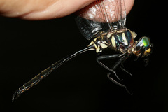 Somatochlora margarita