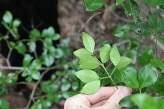 Psydrax odorata odorata