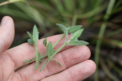 Opercularia hispida
