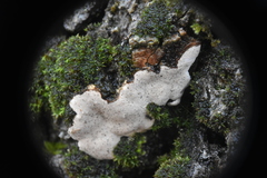 Dendrothele candida
