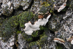 Dendrothele candida