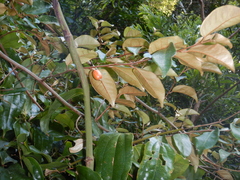 Elaeagnus triflora