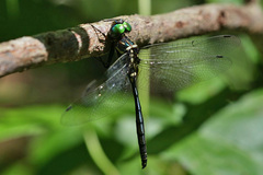 Somatochlora margarita