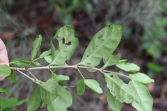Cyclophyllum coprosmoides