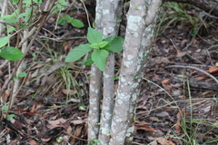 Cyclophyllum coprosmoides