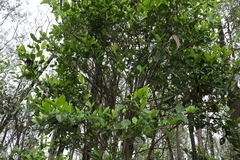 Cyclophyllum coprosmoides
