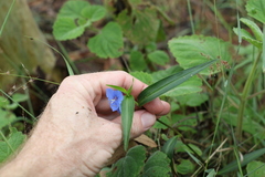Commelina lanceolata