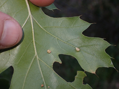 Dryocosmus minusculus